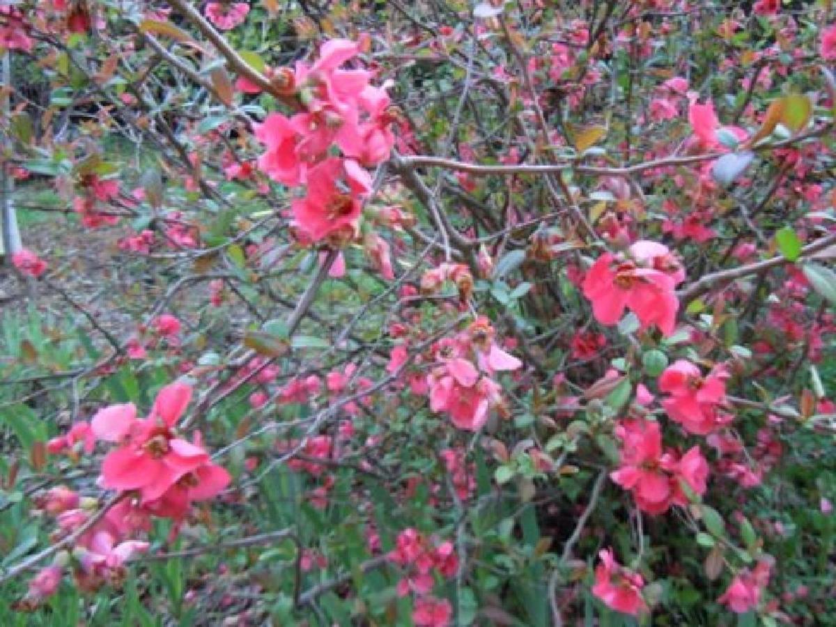 Apiflore Garéoult 外观 照片