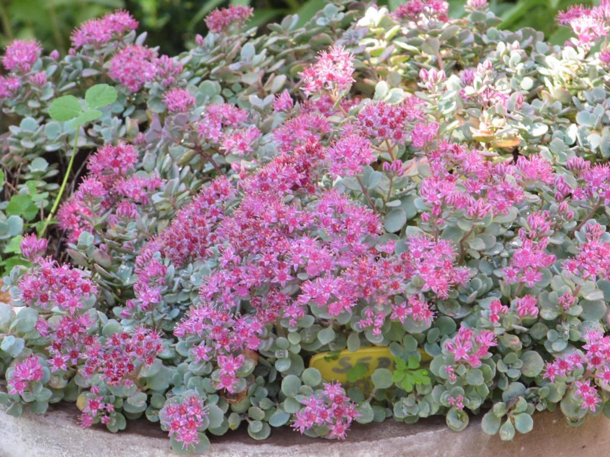Apiflore Garéoult 外观 照片